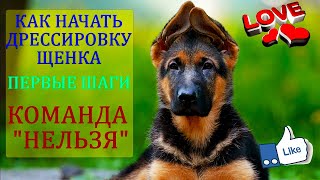 🔴КОМАНДА НЕЛЬЗЯ НЕМЕЦКАЯ ОВЧАРКА ДРЕССИРОВКА ЩЕНКА ДРЕССИРОВКА СОБАК ПЕРВЫЕ ШАГИ дрессировка собак [upl. by Mellicent]