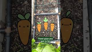 Why Square Foot Gardening Is So Simple [upl. by Aitam]