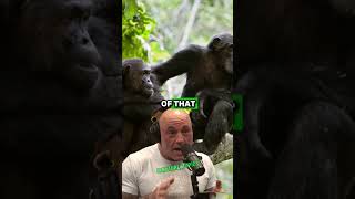 Living Among Chimpanzees 20 Years of Unseen Wildlife Footage  Paul Rosolie amp Joe Rogan jre [upl. by Orest]