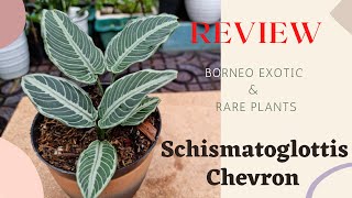 Borneo Rare Plant  Schismatoglottis Chevron  Borneo Exotic Plants [upl. by Ahsemal]