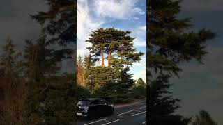 Deodar cedar Cedrus deodara  tree  August 2018 [upl. by Ainesey]