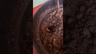 How to grow CHERIMOYA from the seed [upl. by Orel874]