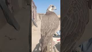 Beautifull saker falcon pakistan falconry birdofprey birds birdslover wildlife [upl. by Nama]