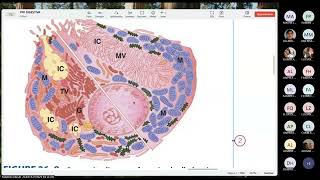 FISIOLOGIA FISIOPATOLOGIA  FASE 3  TEORIA 03  02 [upl. by Eitnom586]