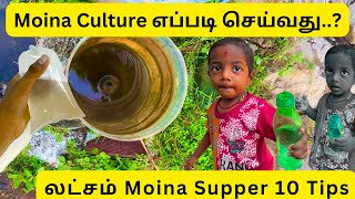 How to culture moina moina lifefood salem fishfood vineger fish breeding guppyfish fishfarm [upl. by Anitserp855]