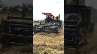 ម៉ាស៊ីនច្រូតស្រូវ Kubota Rice 🌾 tractor ច្រូតស្រូវ Tractor Kubota Cambodia 🇰🇭👩‍🌾 farmers Shorts [upl. by Atikehs940]