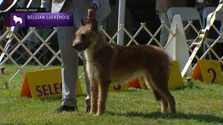 Belgian Laekenois  Breed Judging 2022 [upl. by Eki441]