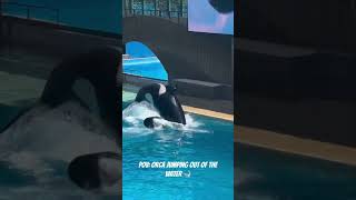 Orca jumping out of The Water🐋killerwhales killerwhaleshow orcas orcaencounter seaanimal fyp [upl. by Alyek]