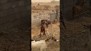 watch arabian Goat fighting animalsgoatfightingshort [upl. by Leiva]