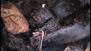 Video Class Vermicomposting  Worm Care Basics [upl. by Eilata]