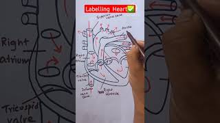 Labelling of Heart Diagram shorts youtubeshorts reels neet biology drawing [upl. by Aimal]