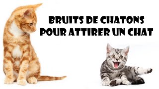 Bruits de chatons pour attirer un chat [upl. by Arbba]