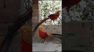 pheasant birds viralshort subscribe youtubeshorts [upl. by Nedac]