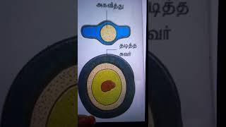 Endospore Tamil [upl. by Jamill]