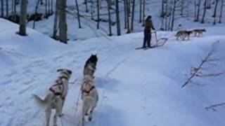 Sleddog  Rifugio al Feliceto sul Cimone [upl. by Mohkos]