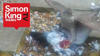 Sparrowhawk Attacks a Pigeon  Eats it Alive High Quality [upl. by Cirtemed470]