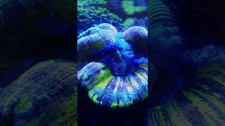 TimelapseThursday Trachyphyllia [upl. by Rebmak]