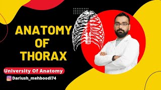 Anatomy of Thoraxpart2آموزش آناتومی قفسه سینه جلسه دوم [upl. by Raybin205]