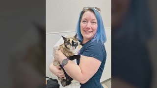 Missing cat found 600 miles away from home inside and Amazon box [upl. by Hatnamas899]