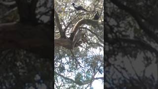 Magpies swooping Tawny Frogmouth pt 2 [upl. by Einnek]