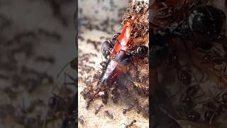 SuperSoldier Ants Attack Cockroach [upl. by Nayrbo]