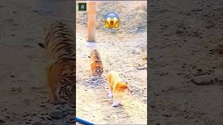 Tiger vs Liger  Credits Unknown 🎥 [upl. by Lavotsirc]