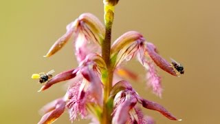 How orchids use deception to lure insects [upl. by Ibson]