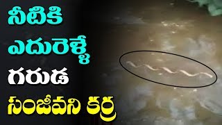 లక్షల కిలోమీటర్లు నీటిలో ప్రయాణించే గరుడ సంజీవని మొక్క  Special focus  ABN Telugu [upl. by Zohara]