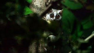 Double Trouble Bush Baby twins born at ZSL London Zoo [upl. by Ayoral]