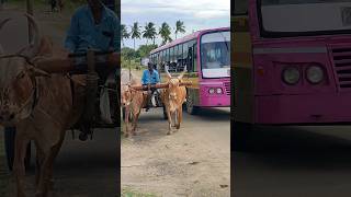 bullockcart shorts video  bullock cart ride  bullock cart videos bulls farms oxen  bullock media [upl. by Kaleena]