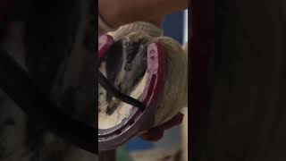 process of cutting the horses hoof and replacing it quickly so that the racehorse does not get sick [upl. by Rosenstein224]