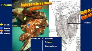 Miología de Equino y Canino Parte 6 Músculos del Miembro Posterior o Pelviano [upl. by Lletnahc]