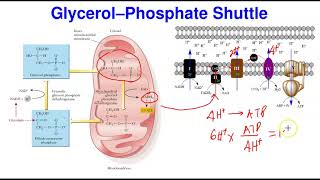 Shuttle Mechanisms amp ATP Yield [upl. by Greyso]