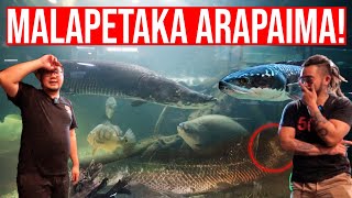 TRAGIS ARAPAIMA 12M DIBANTAI TOMAN MONSTER 1M DI MEGATANK IKAN PREDATOR IndoExoticPets [upl. by Ysset]