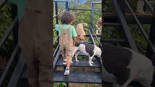 Subiendo escaleras con las Mascotas mascotas [upl. by Bridge]