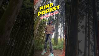 Pine Forest Darjeeling travel shorts [upl. by Medlin361]