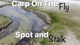 Carp Fly Fishing  Spot and Stalk Big Carp in Crystal Clear Water [upl. by Elison396]