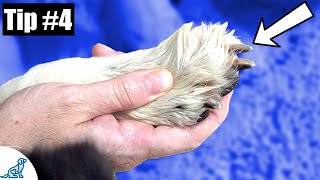 Trimming Dogs Nails  7 Quick Tips To Make It Easier [upl. by Yduj]