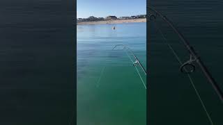 Sight fishing wrasse in gin clear water [upl. by Elana815]