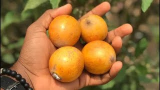 Udara  Africa Star Apple Fruit  Chrysophyllum albidum [upl. by Thordia]