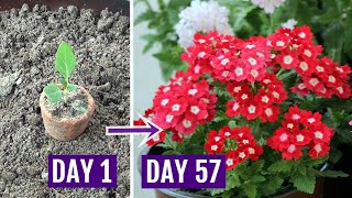 How to Grow Verbena Plant with All Care Tips  Complete Guide [upl. by Idnem]