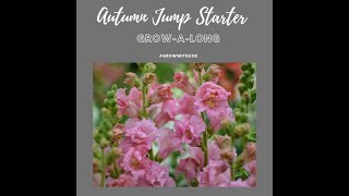 Autumn sowing and growing Snapdragons Antirrhinum majus 12 September 2023 [upl. by Ydieh]