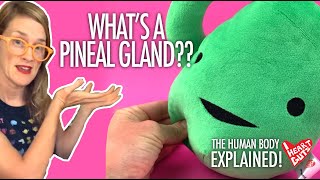 Pineal Gland Explained What Is a Pineal Gland and What Does It Do [upl. by Karlens71]