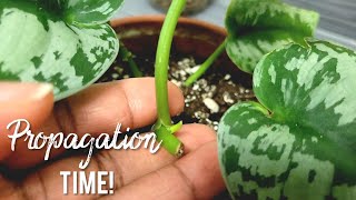 Scindapsus Pictus Exotica Propagation Potting and Care Tips  Updates [upl. by Eneryt37]