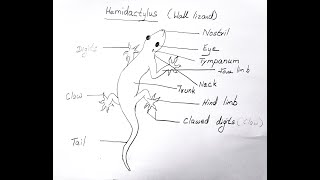 HEMIDACTYLUS WALL LIZARD DIAGRAM FOR CLASS 11 BIOLOGY [upl. by Yrrej293]