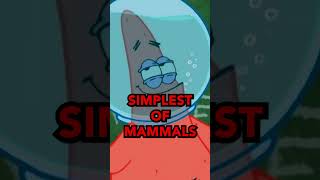 3 Times Patrick did a SAVAGE ROAST 🔥🤣 SpongeBob shorts [upl. by Ralf]