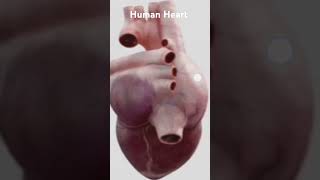 Human HeartCBSEquick revision EasyBioshots [upl. by Brittne]