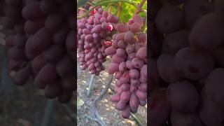 Beautiful Red Grapes 🍇 grape grapetree food tree viralshort cute talented trending fyp [upl. by Marleah]