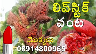 Lipstick seedsfarming annatto bixa orellana plants for sale 08914800965 [upl. by Anilak]