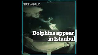 Dolphins appear in Istanbul’s Bosphorus [upl. by Abih]